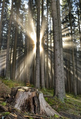 Wenn man vor lauter Wald die Bäume nicht mehr sieht, ist es als wenn man die Chancen aus dem Blick verloren hat. Psychotherapie bei HPHippler.de biete gute Behandlungsmöglichkeiten.